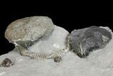 Fossil Brachiopod and Gastropod Association Plate - Indiana #137177-2